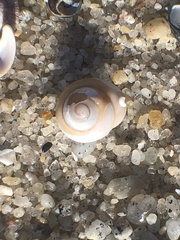 Vetigastropoda