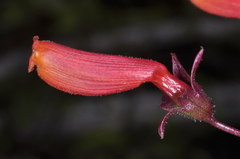 Eccremocarpus scaber