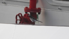 Motacilla maderaspatensis