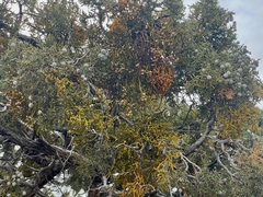 Phoradendron juniperinum