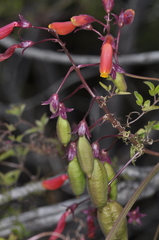 Eccremocarpus scaber