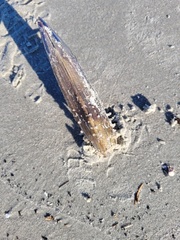 Mollusca