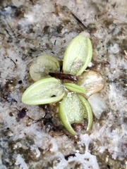 Pinguicula lusitanica