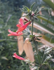 Dicliptera squarrosa