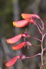 Eccremocarpus scaber