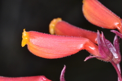 Eccremocarpus scaber