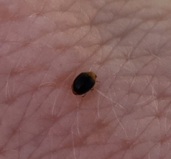 Cryptolaemus montrouzieri