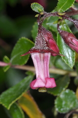 Escallonia rubra