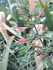 Dicliptera squarrosa