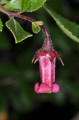 Escallonia rubra