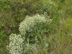 Crambe