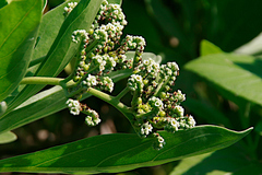 Heliotropium arboreum