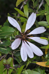Mutisia spinosa