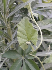 Convolvulus crenatifolius