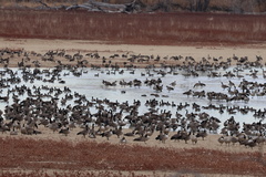 Branta hutchinsii