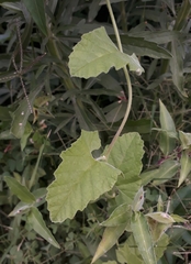 Convolvulus crenatifolius
