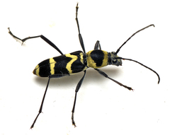 Chlorophorus curtisi