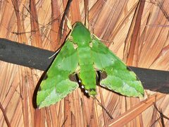 Euchloron megaera