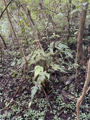 Tectaria heracleifolia