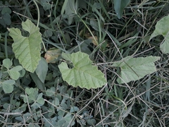 Convolvulus crenatifolius