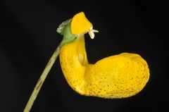 Calceolaria polyrhiza