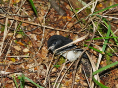 Petroica macrocephala toitoi