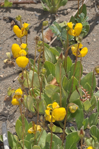 Calceolaria polyrhiza (Calceolaria polyrhiza)