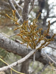 Arceuthobium divaricatum