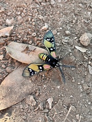 Chrysocale principalis