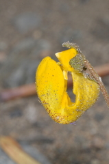 Calceolaria polyrhiza