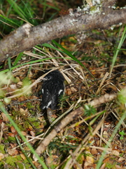 Petroica macrocephala toitoi