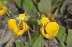 Calceolaria polyrhiza
