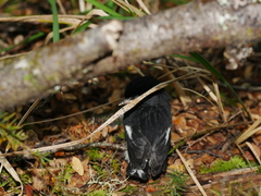Petroica macrocephala toitoi