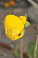 Calceolaria polyrhiza