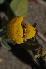 Calceolaria polyrhiza