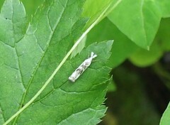 Microcrambus minor