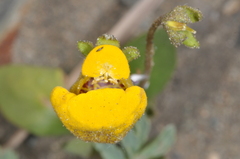 Calceolaria polyrhiza