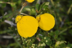 Calceolaria filicaulis