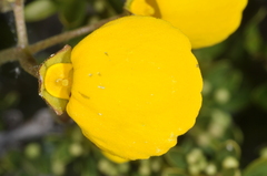 Calceolaria filicaulis