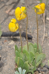 Calceolaria polyrhiza