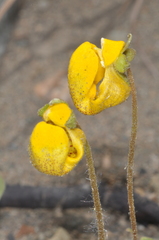 Calceolaria polyrhiza