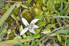 Lobelia oligophylla