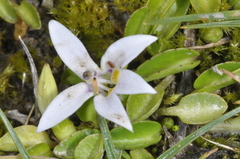 Lobelia oligophylla