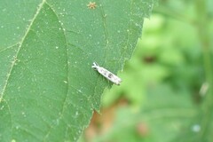 Microcrambus minor