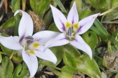 Lobelia oligophylla