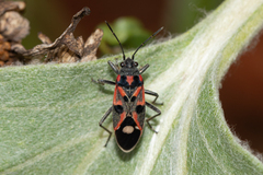 Lygaeus alboornatus