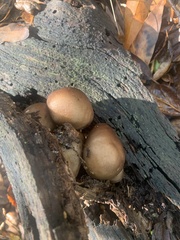 Cryptoporus volvatus