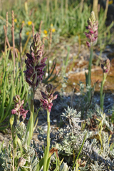 Anacamptis coriophora