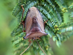Peromatus