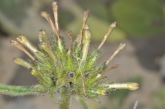 Nicotiana corymbosa